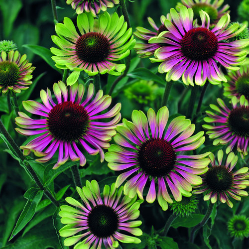 Echinacea purpurea 'Green Twister' (72 cells)