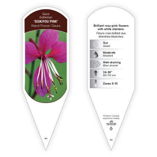 Gaura lindheimeri 'Siskiyou Pink' 1 Tag