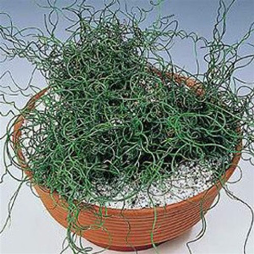 Juncus filiformis Spiralis 38 cells