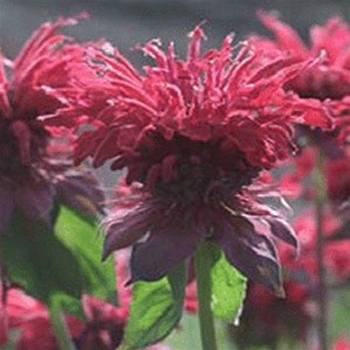 Monarda didyma Raspberry Wine 72 cells