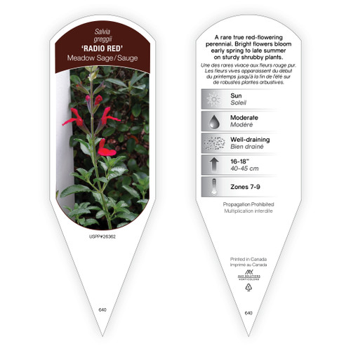 Salvia Tag Salvia greggii Radio Red PP26362 1 Tag