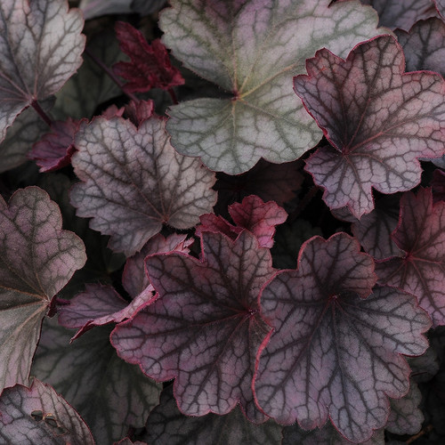 Heuchera Carnival Rose Granita PPAF 72 cells