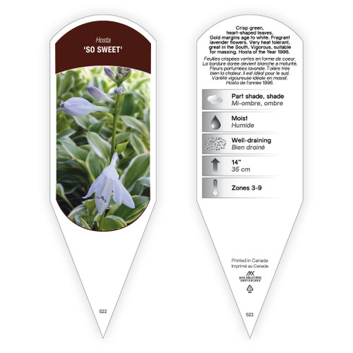 Hosta 'So Sweet' 1 Tag