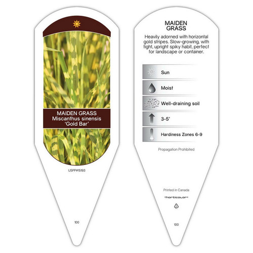 Miscanthus Tag Miscanthus sinensis Gold Bar PP15193 1 Tag