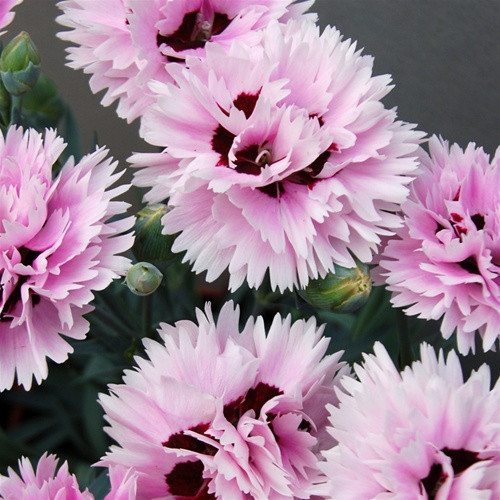 Dianthus Early Bird Fizzy PP21394 72 cells