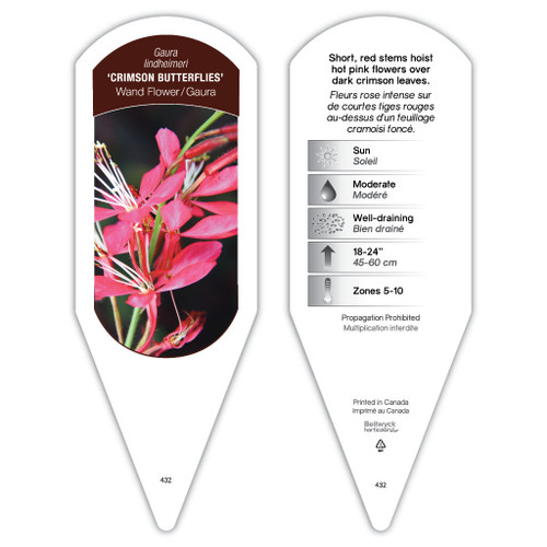 Gaura Tag Gaura lindheimeri Crimson Butterflies 1 Tag