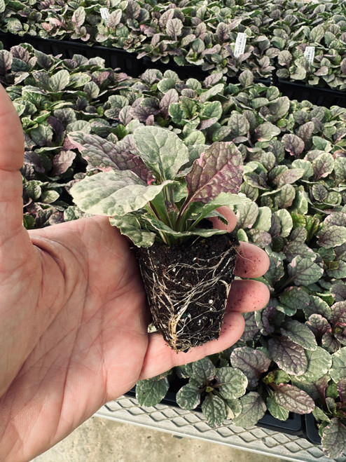 Ajuga reptans 'Burgundy Glow' (72 cells) Ajuga reptans 'Burgundy Glow' (72 cells)