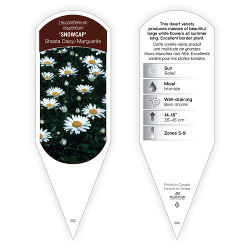 Leucanthemum Tag Leucanthemum xsuperbum Snowcap 1 Tag