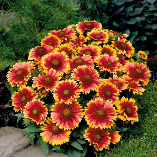 Gaillardia xgrandiflora 'Arizona Sun' (72 cells)