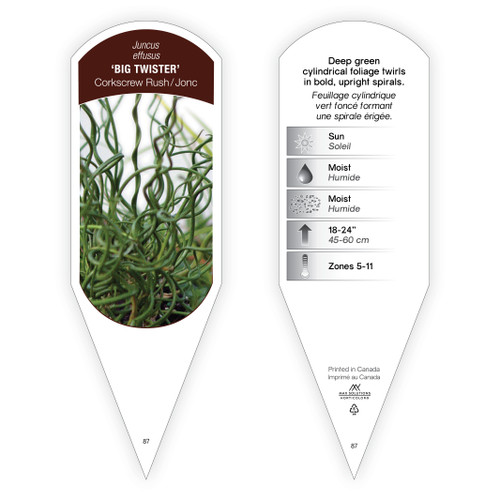 Juncus Tag Juncus effusus Big Twister 1 Tag