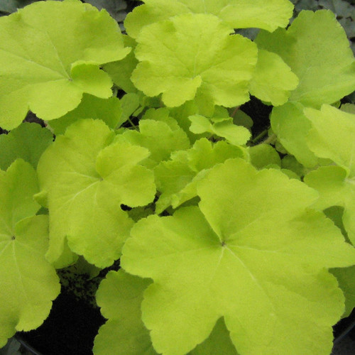 Heuchera xvillosa Citronelle 72 cells