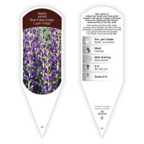 Baptisia australis 1 Tag