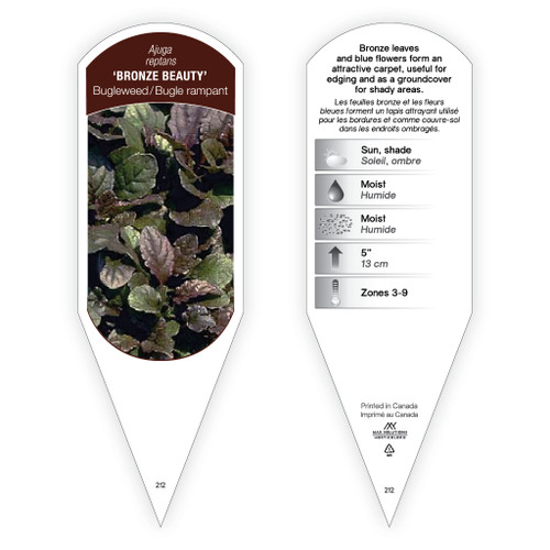 Ajuga reptans 'Bronze Beauty' 1 Tag