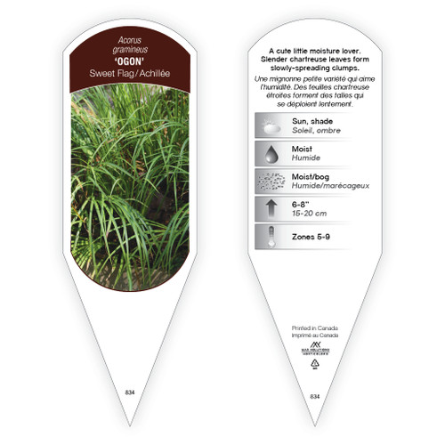 Acorus gramineus 'Ogon' 1 Tag Acorus gramineus 'Ogon' 1 Tag