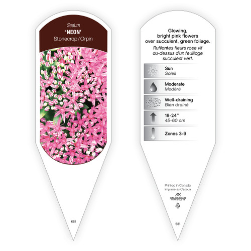 Sedum Tag Sedum Neon 1 Tag