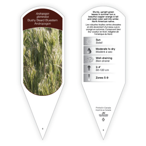 Andropogon glomeratus 1 Tag