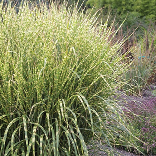 Miscanthus sinensis Gold Breeze PP22311 38 cells