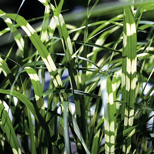 Miscanthus sinensis Zebrinus 72 cells