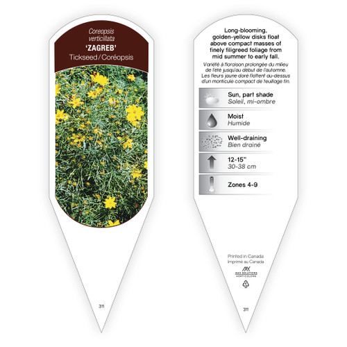 Coreopsis verticillata 'Zagreb' 1 Tag