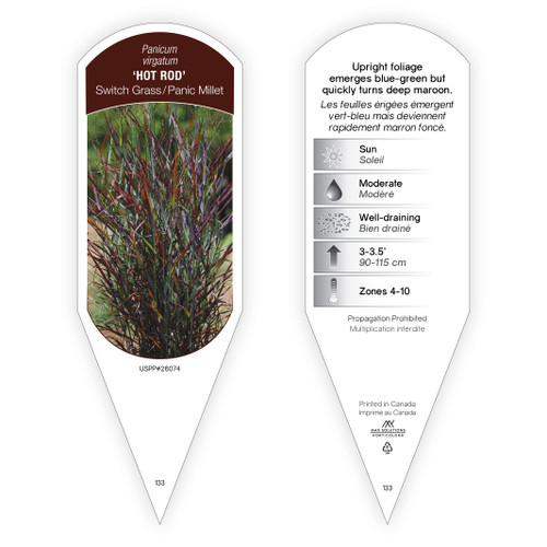 Panicum Tag Panicum virgatum Hot Rod PP26074 1 Tag
