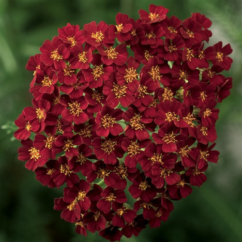 Achillea Desert Eve Red Improved PP22333 72 cells