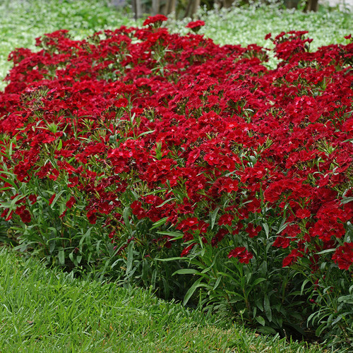 Dianthus EverBloom Strawberry Tart liners from Emerald Coast Growers