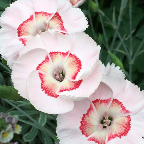 Dianthus American Pie Key Lime Pie liners from Emerald Coast Growers