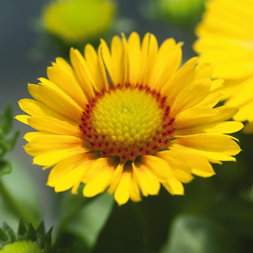 Gaillardia Arizona Apricot liners from Emerald Coast Growers