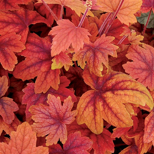 Heucherella Sweet Tea PP21296 72 cells