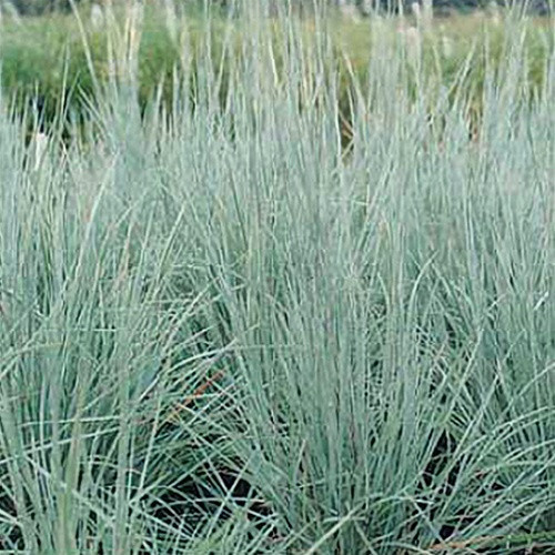 Schizachyrium Blaze liners from Emerald Coast Growers