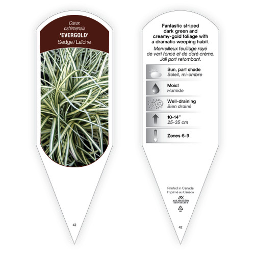 Carex oshimensis 'Evergold' 1 Tag