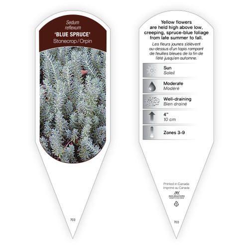 Sedum Tag Sedum reflexum Blue Spruce 1 Tag