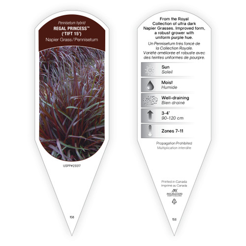 Pennisetum Tag Pennisetum hybrid Regal Princess PP25517 1 Tag