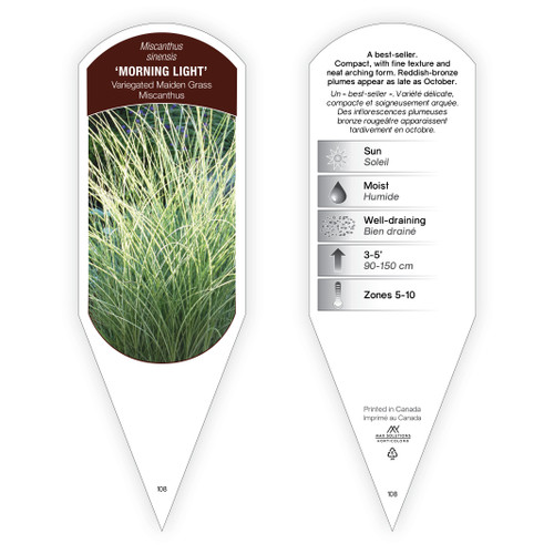 Miscanthus Tag Miscanthus sinensis Morning Light 1 Tag