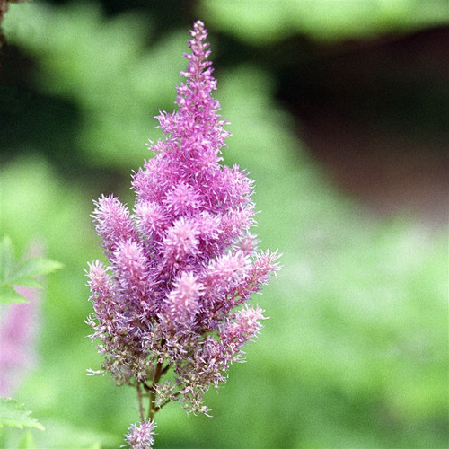Astilbe Delft Lace liners from Emerald Coast Growers