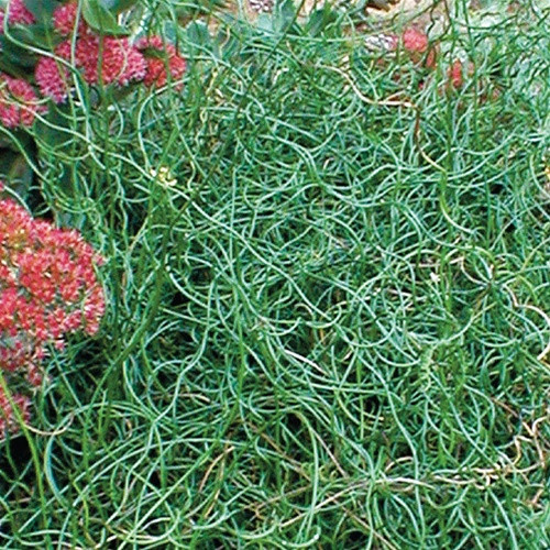 Juncus filiformis Spiralis 72 cells