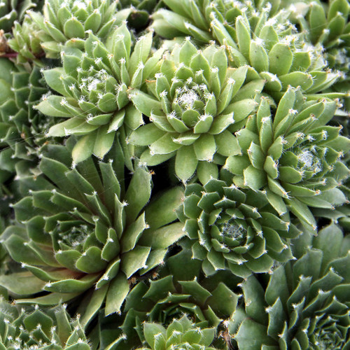 Sempervivum tectorum Jade Rose 50 cells