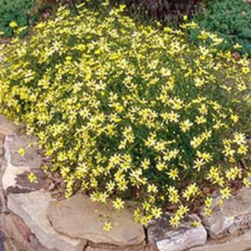 Coreopsis x Moonbeam 72 cells