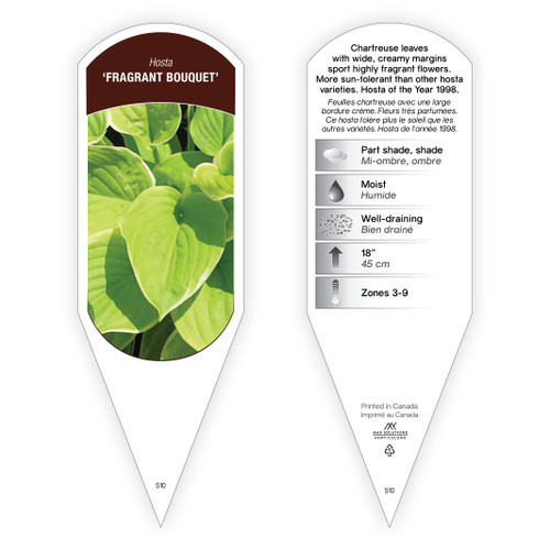 Hosta Tag Hosta Fragrant Bouquet 1 Tag