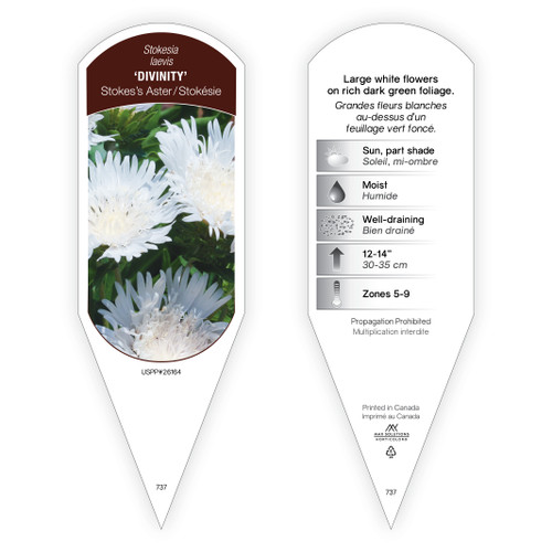 Stokesia Tag Stokesia laevis Divinity PP26164 1 Tag