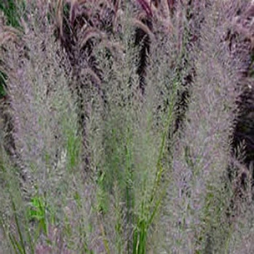 Calamagrostis arundinacea var brachytricha Caspian 38 cells Calamagrostis arundinacea var brachytricha Caspian 38 cells