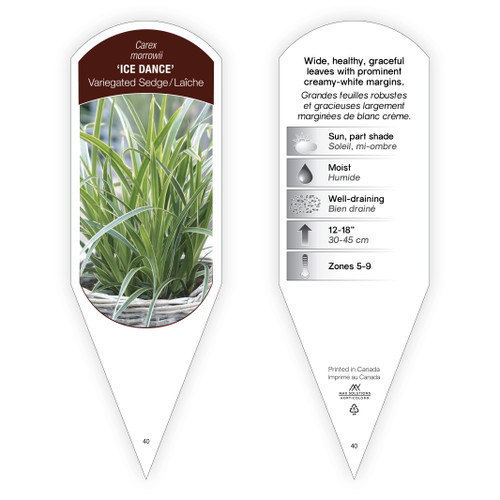 Carex morrowii 'Ice Dance' 1 Tag
