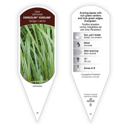Carex oshimensis EverColor® 'Everlime' PP25622 1 Tag