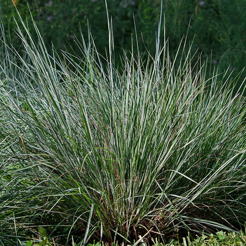 Schizachyrium Blaze liners from Emerald Coast Growers