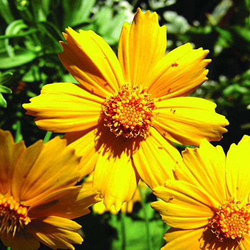 Coreopsis grandiflora Baby Sun 72 cells