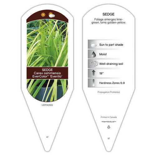 Carex Tag Carex oshimensis EverColor Everillo PP21002 1 Tag