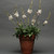 Gaura lindheimeri Sparkle White 72 cells