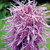 Liatris spicata Kobold 72 cells