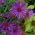 Aster novae-angliae Purple Dome 72 cells