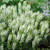 Salvia nemorosa Lyrical White PP21243 72 cells